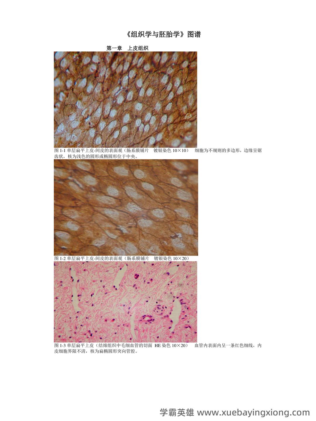 组织学与胚胎学期末试题_夸克文档 - 02_《组织学与胚胎学》复习资料_《组织学与胚胎学》图谱详细版(温州医科大)_第1页_学霸英雄_www.xuebayingxiong.com