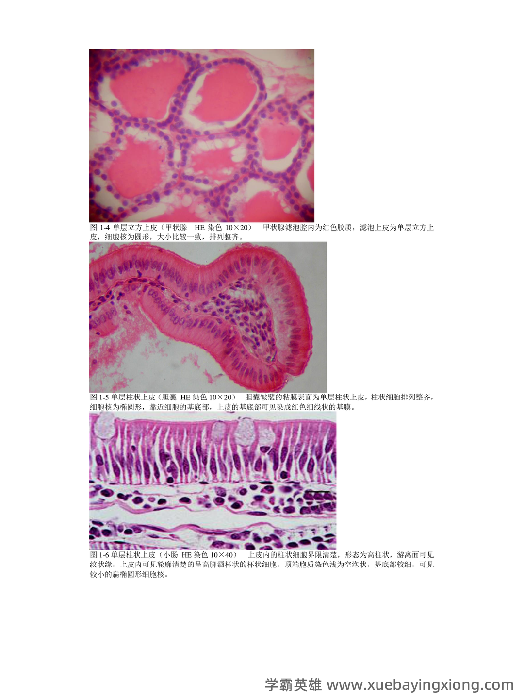 组织学与胚胎学期末试题_夸克文档 - 02_《组织学与胚胎学》复习资料_《组织学与胚胎学》图谱详细版(温州医科大)_第2页_学霸英雄_www.xuebayingxiong.com